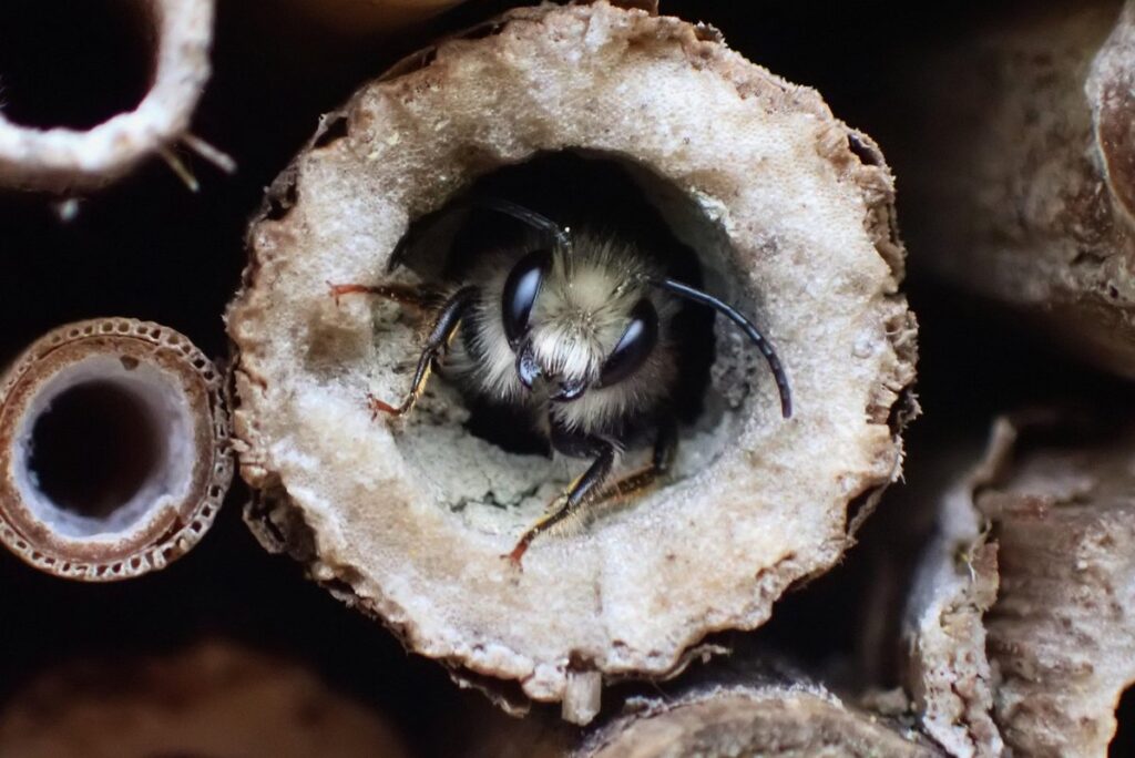mason bee hotels