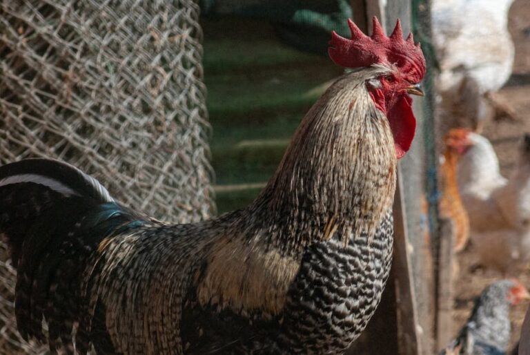 oxalic acid and brood presence