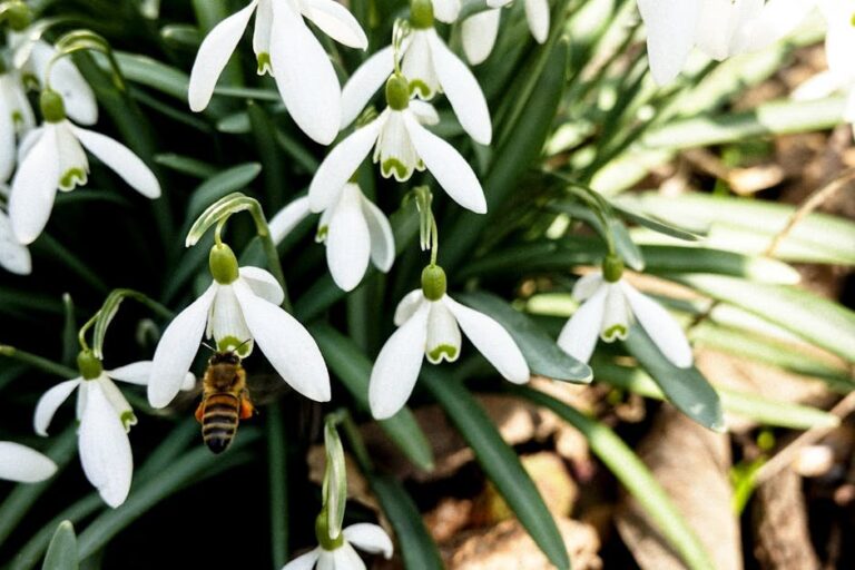 royal jelly vs bee pollen