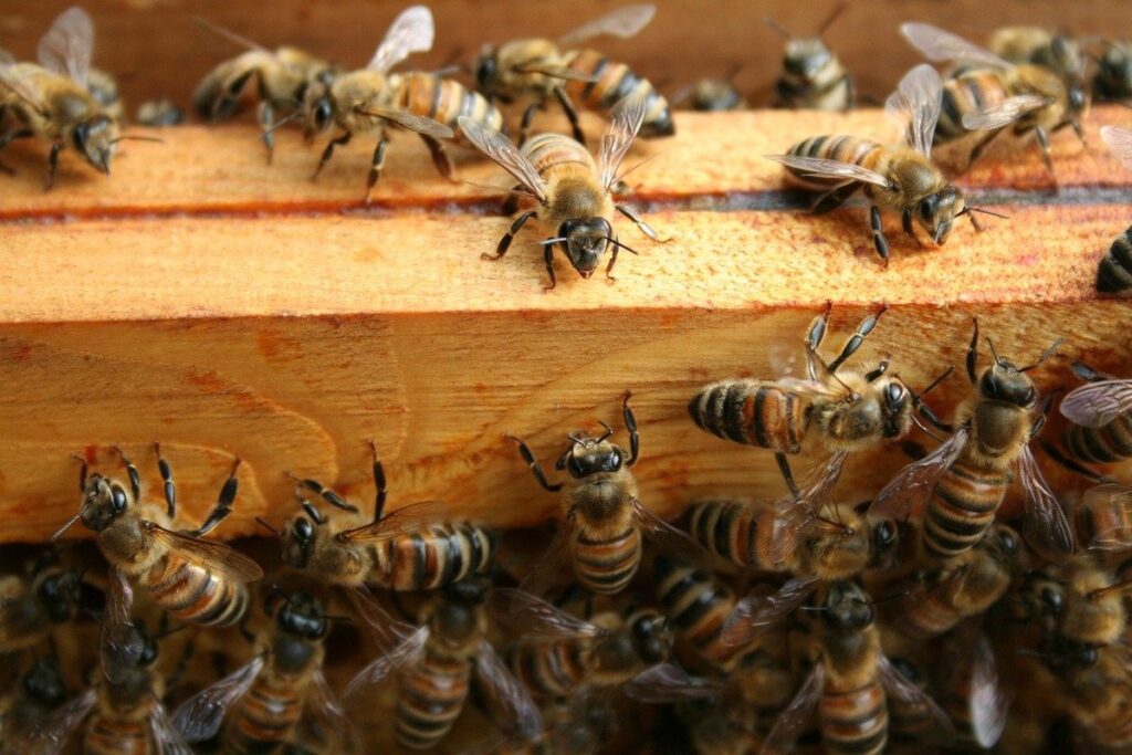 how to approach a swarm safely