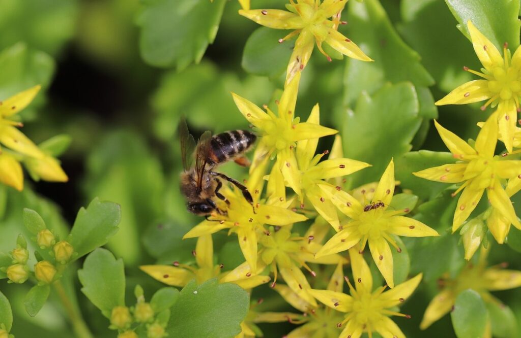 why honey gets thick