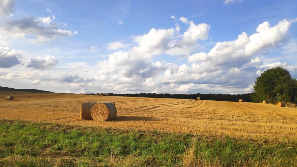 timing harvest for best moisture