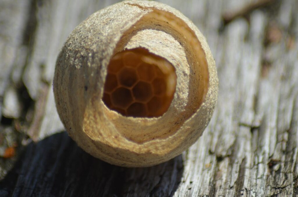 wasp hive