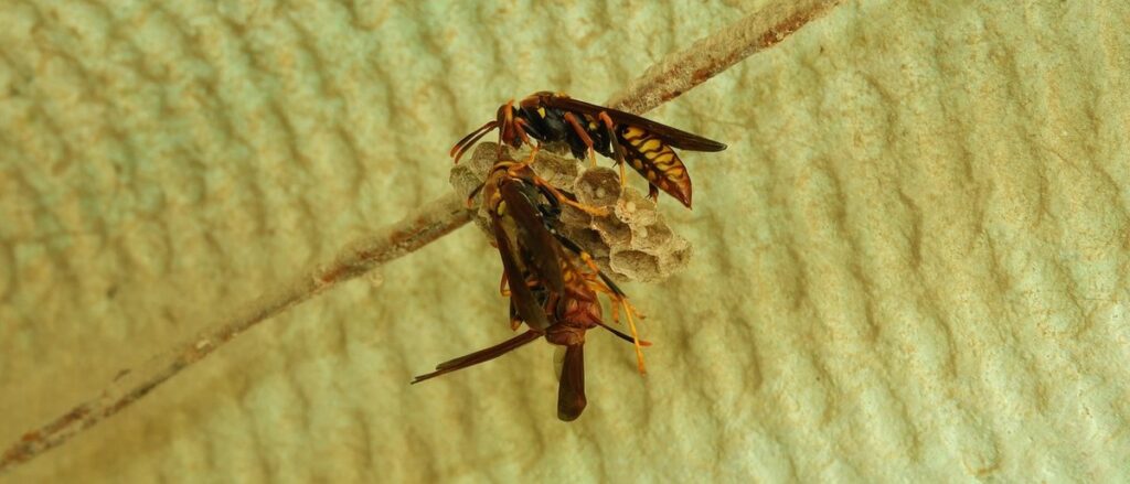 do wasps steal hives