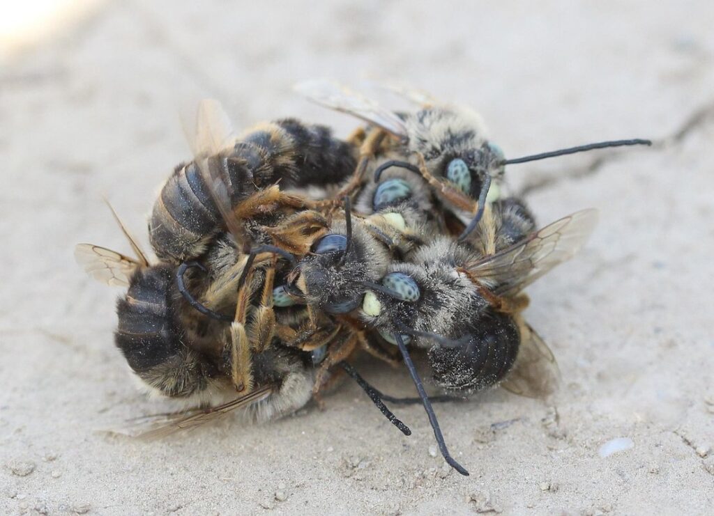 killer bee vs honey bee