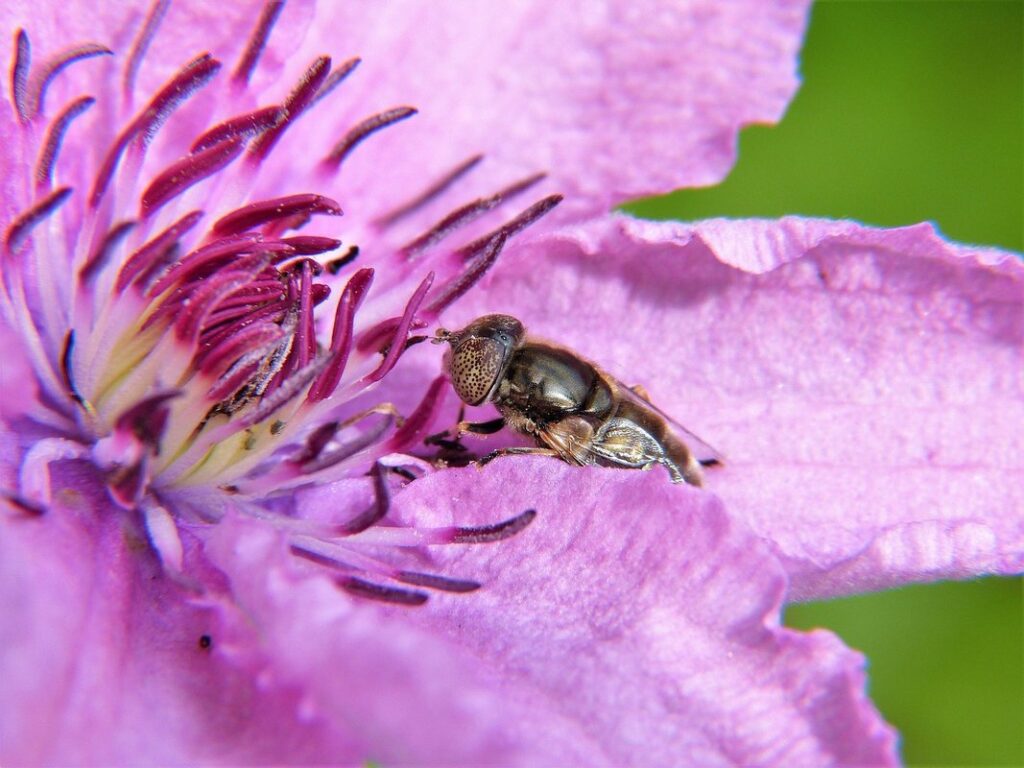 pesticide safe for bees
