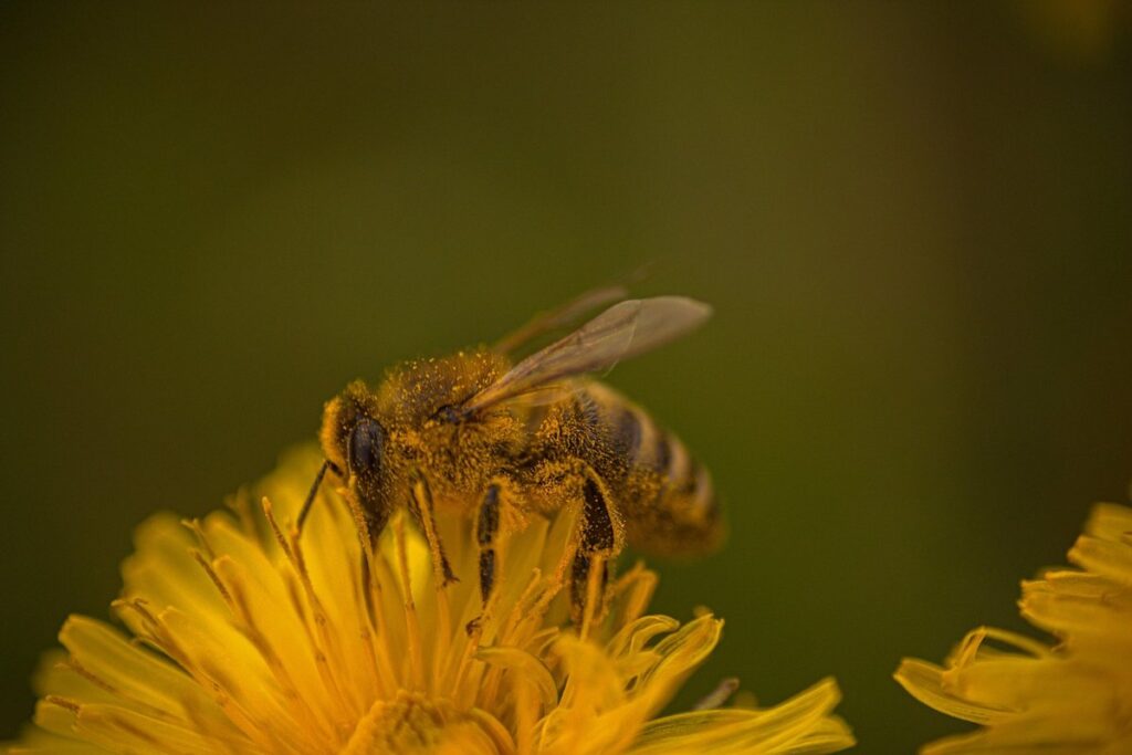 bee in flower