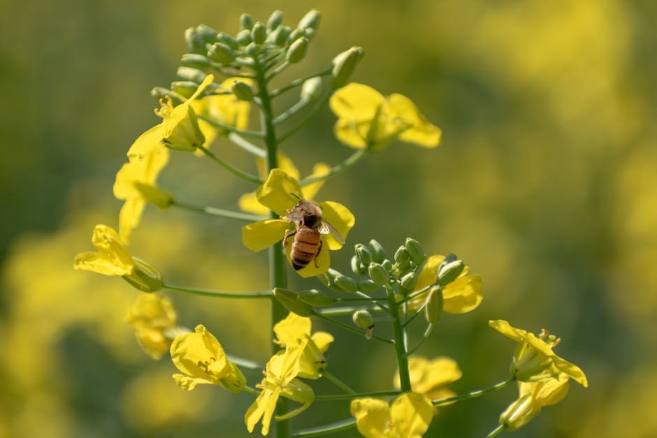 Bee pollen for men -> Bee pollen
