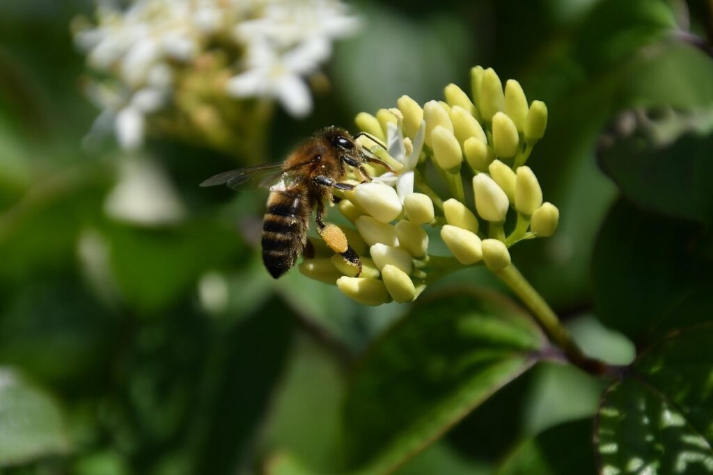 bee pollen storage