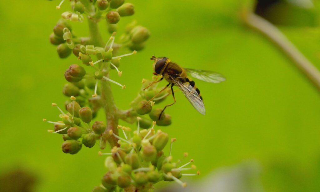 starting beekeeping in spring