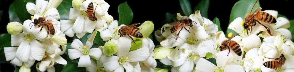 Bees and jasmine