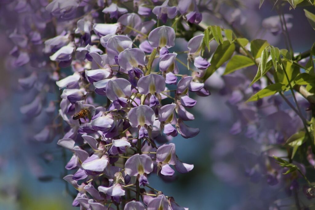 Bees and wisteria
