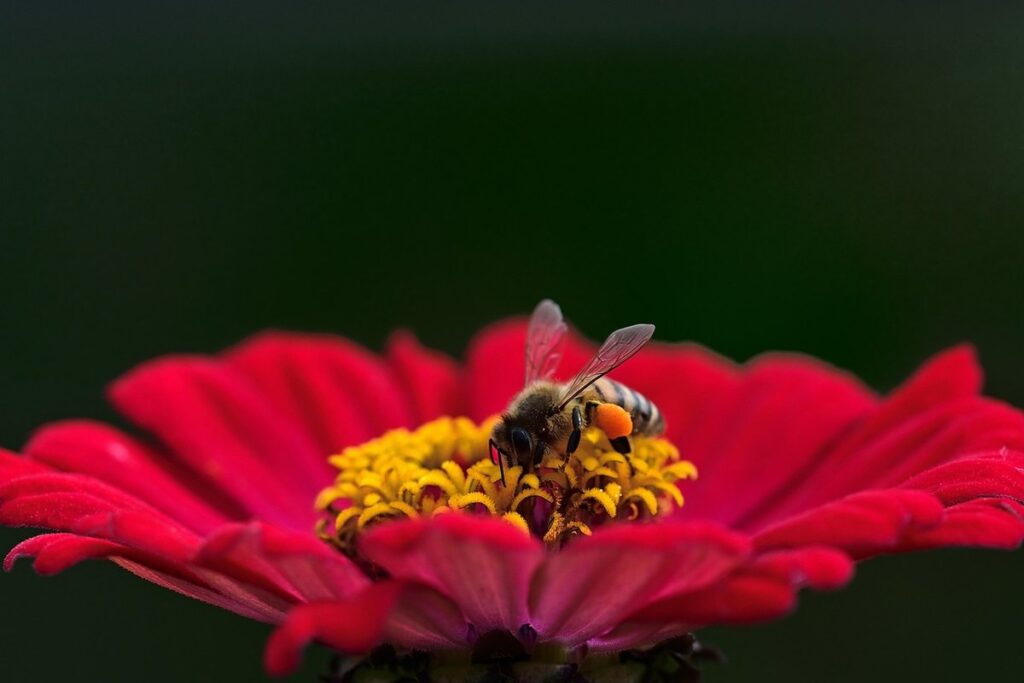 Bees and zinnias