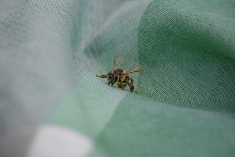 why are bees dying off