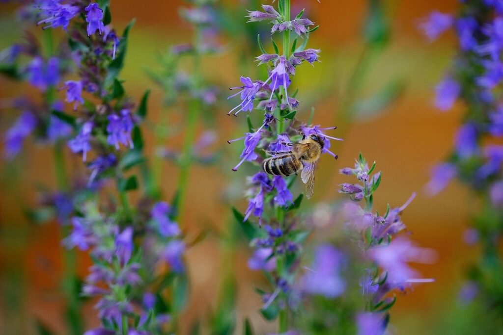 feeding bees in summer