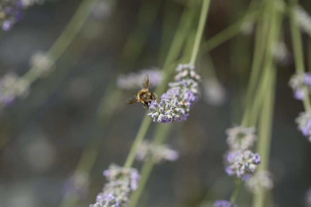 how to find out where bees gathered nectar