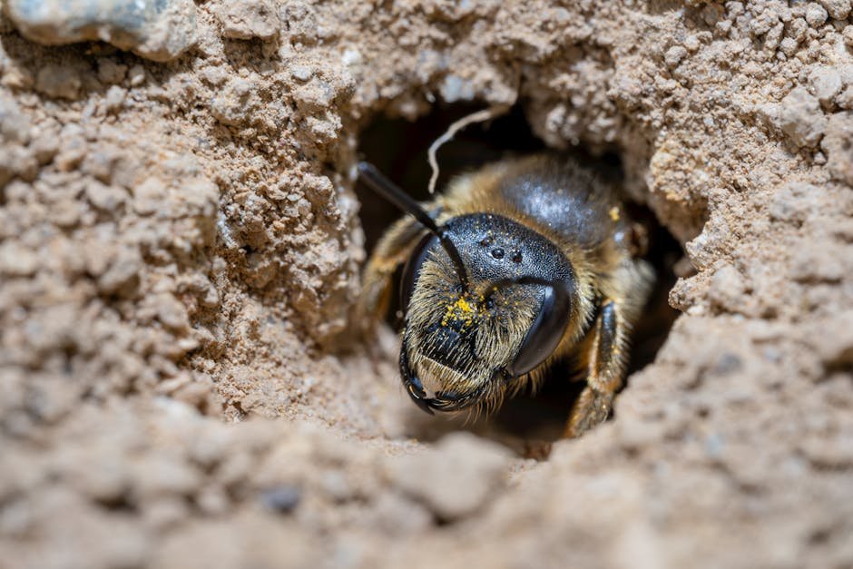Bees nest in chimney -> Bees in chimney
