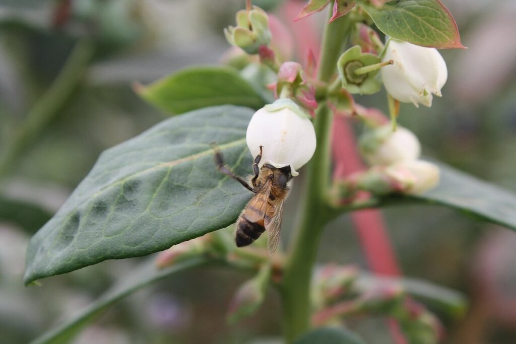 blueberry pollination