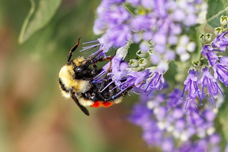 bumble bees in winter