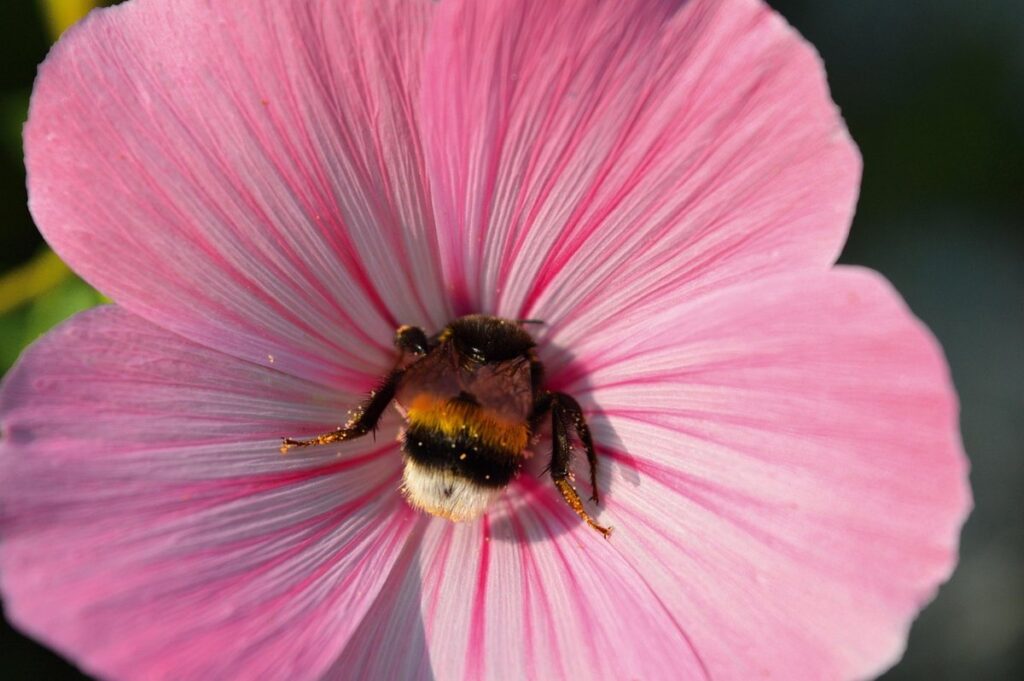 what do bumblebees eat