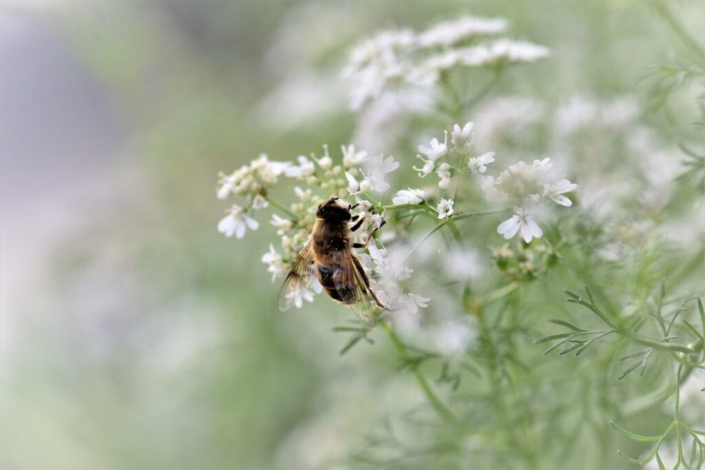Cilantro and bees