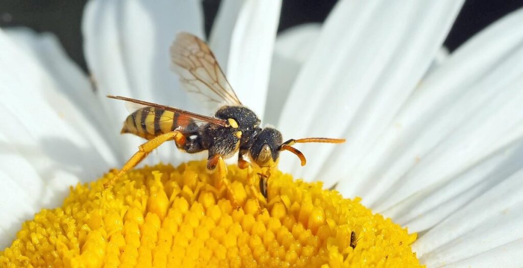 cuckoo bees