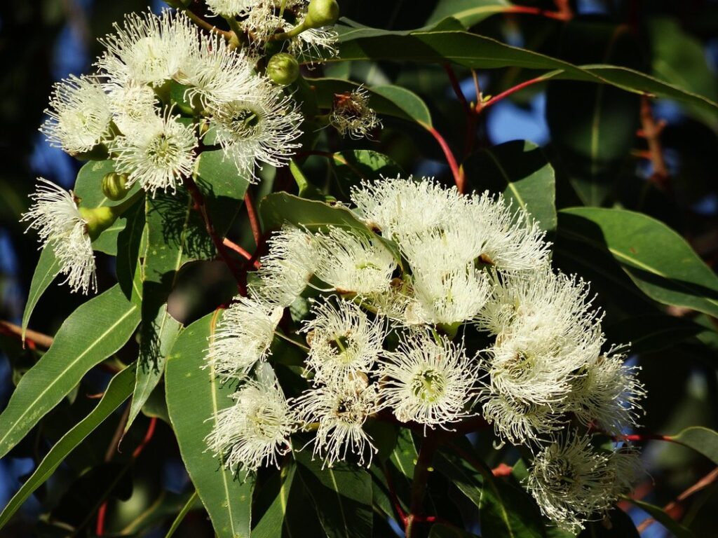 does eucalyptus repel bees