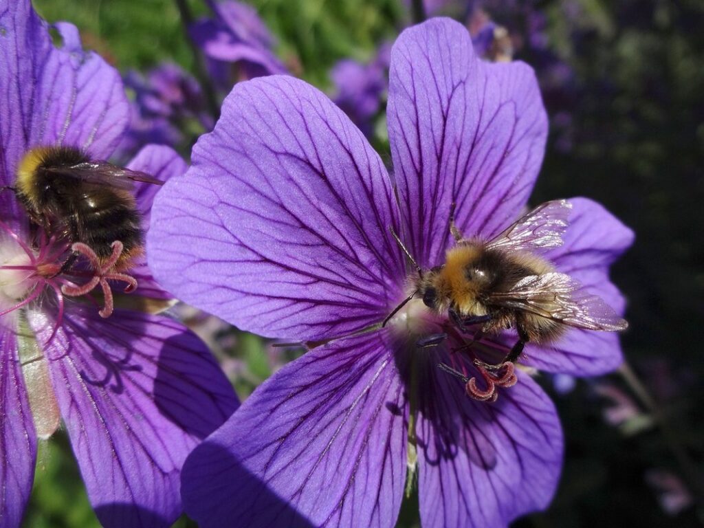 Geranium Bees