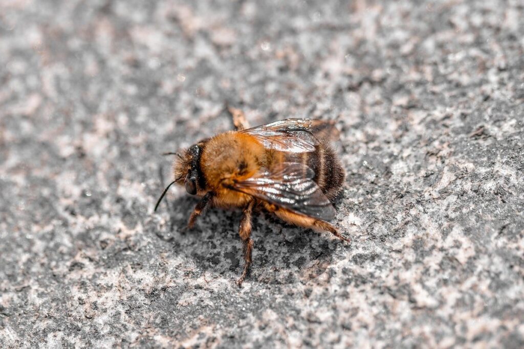 ground bee