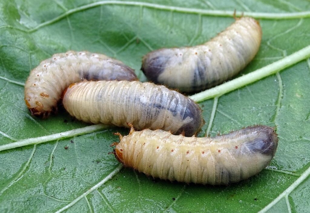 hive beetle larvae