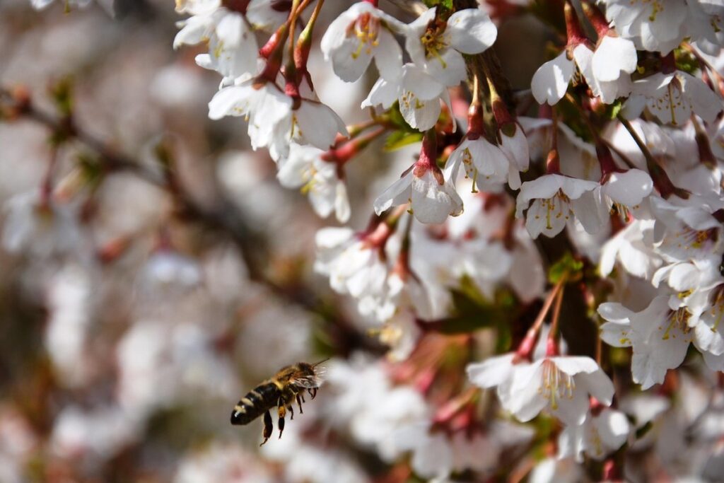 honey bees in the spring