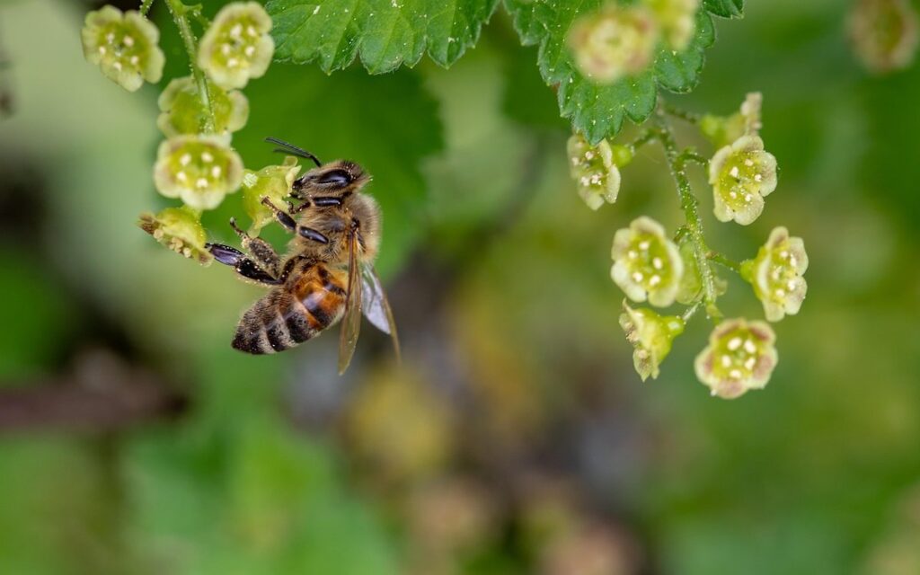 honeybees pollinate