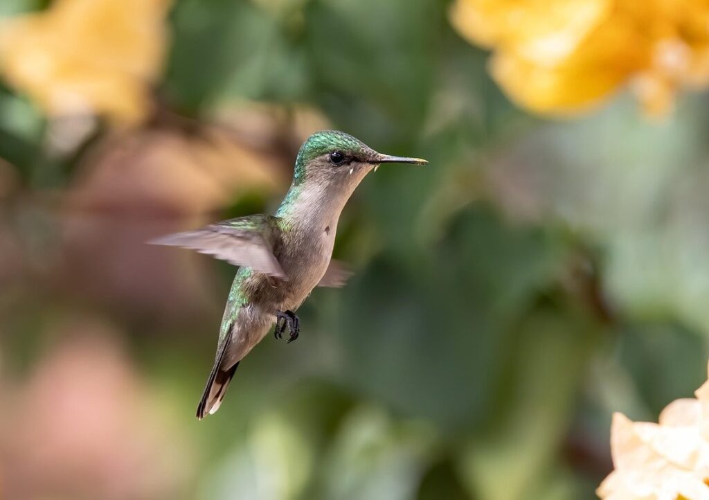 hummingbird nectar