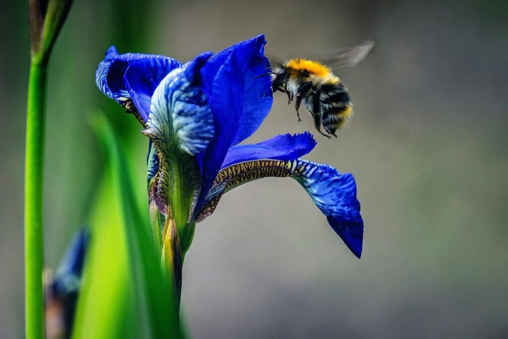 does iris attract bees