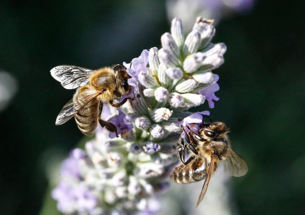 does lavender attract bees