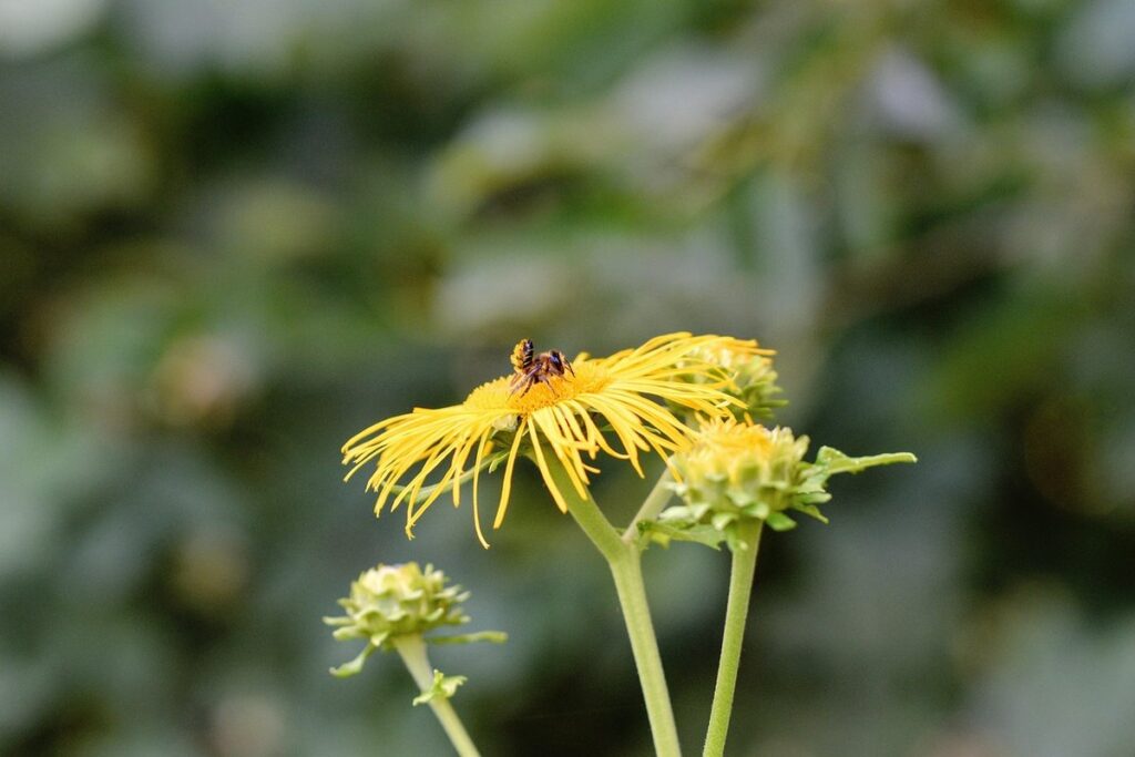 leafcutter bees and flowers