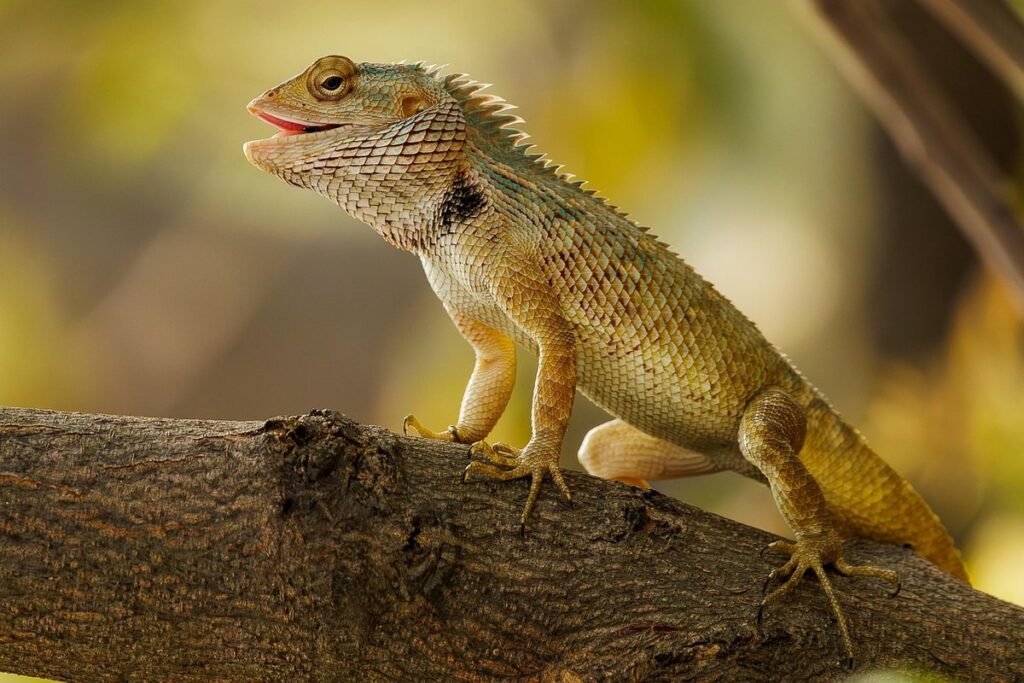 lizards that eat bees