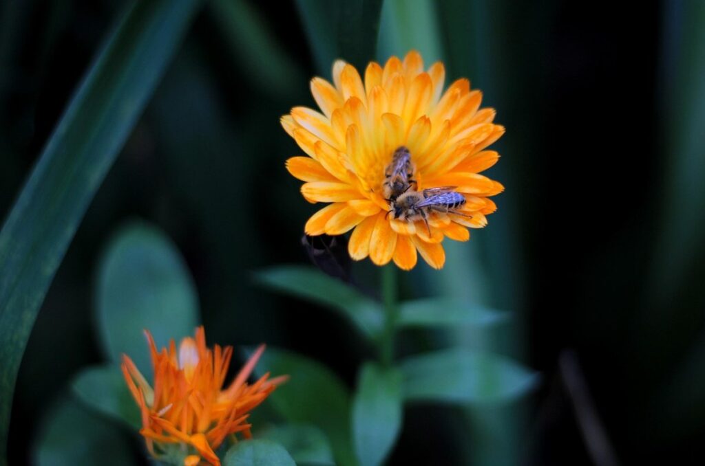 Marigold and bees