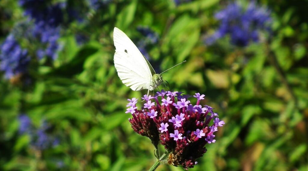 what is nectar used for