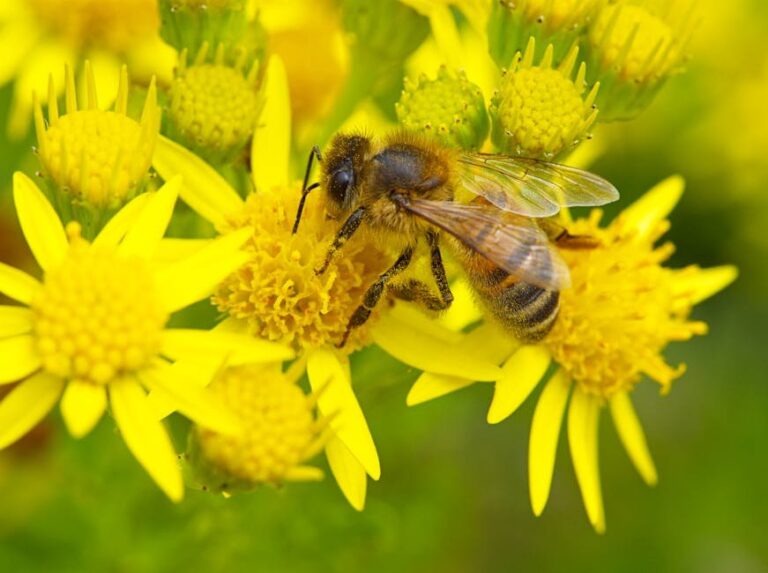 perennial flowers with nectar for bees