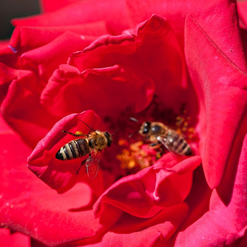 Rose and bees