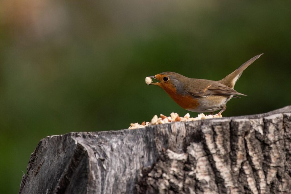 supplement feeding bees