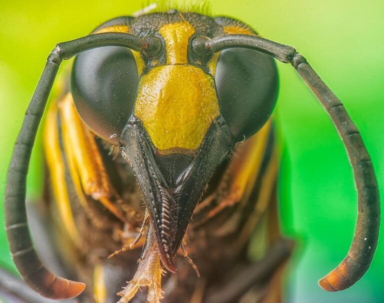 wasp vs bee sting