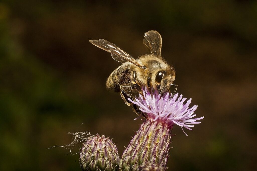wildflowers for bees