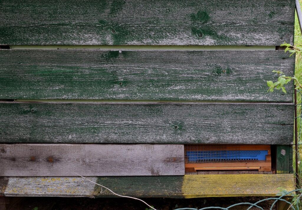 Bees building honeycomb
