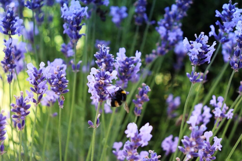 how do bees affect the world