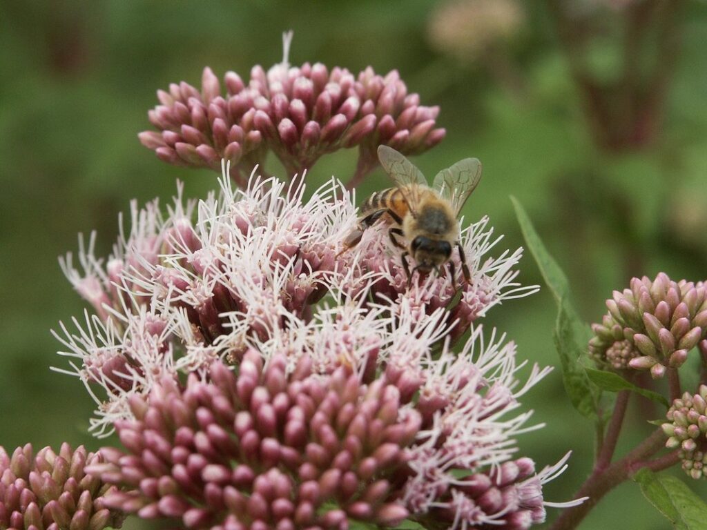 bees nesting in lawn