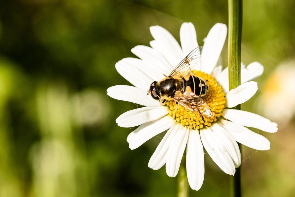 Bees pointing to food