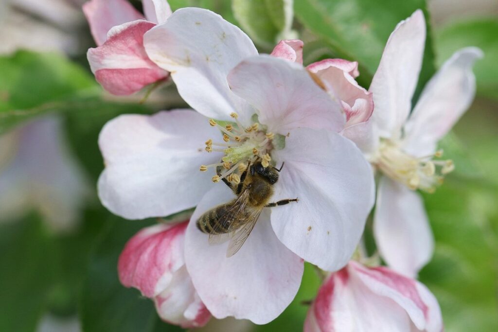 Honey bees at work