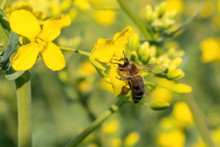 how honey bees help plants